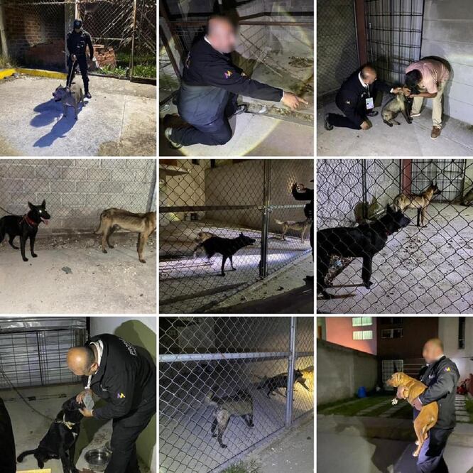 Rescatan perros en Cuautitlán Izcalli. Especial