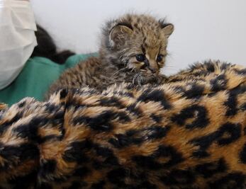 La güiña, el tierno felino que está en peligro de extinción