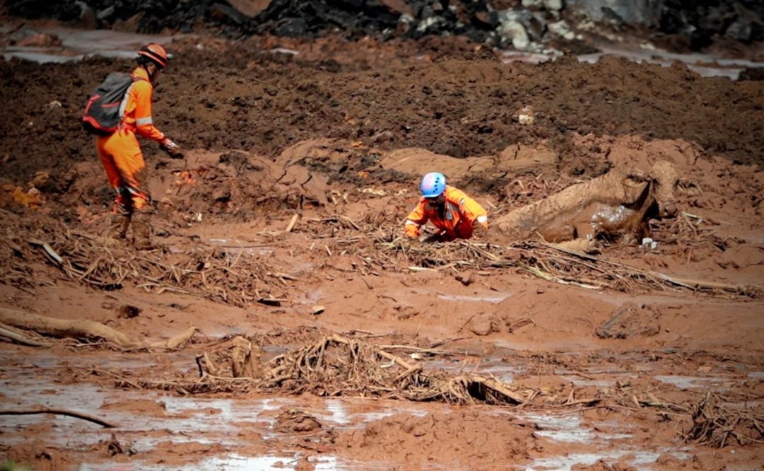 Bomberos ayudan a salir del lodo a una vaca este domingo durante las labores de búsqueda y rescate de las víctimas de la rotura de represa de la compañía Vale, en Brumadinho, municipio de Minas Gerais (Foto: EFE)
