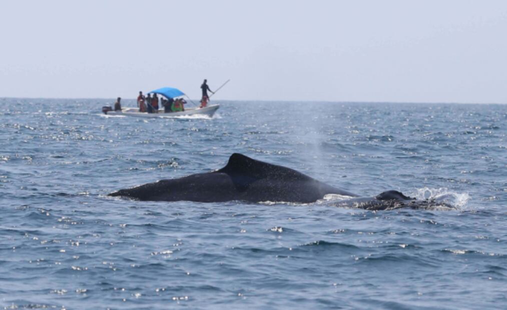 El año de América Latina en imágenes