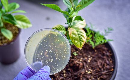 De plantas y bacterias amigables