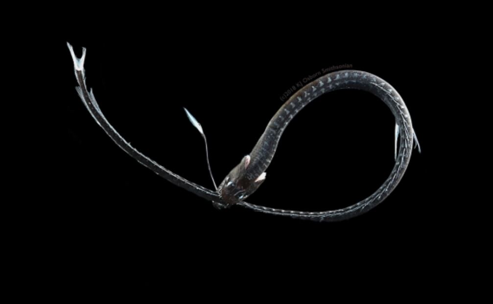 Un pez de las profundidades absorbe el 99.5% de la luz a través de su piel