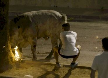 VIDEO: Toro aparece en estado shock en fiestas de Valencia; denuncian maltrato