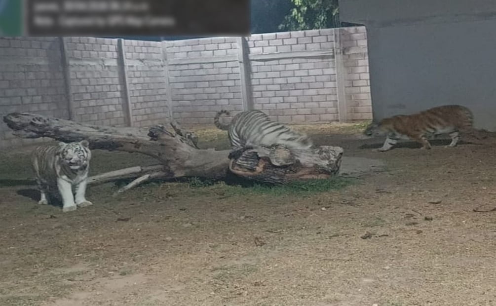 Tigres asegurados en el operativo de la Marina en Otumba, Estado de México. Foto: Especial.