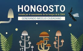 Sedema y UNAM impulsan “Hongosto”; lanzan 43 actividades para promover la conservación de los hongos en CDMX