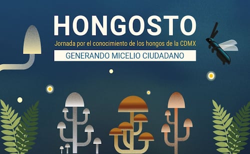 Sedema y UNAM impulsan “Hongosto”; lanzan 43 actividades para promover la conservación de los hongos en CDMX