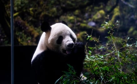 Japón se despide de los pandas Lei Lei y Xiao Xiao; tensiones diplomáticas aceleran su regreso a China