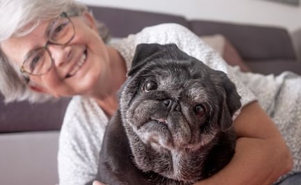 ¿Cuándo es el momento de sacrificar a un perro anciano?; expertos lo explican