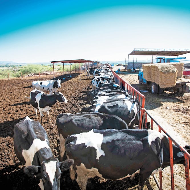 A las actividades ganaderas se destinaron 14% de los recursos impulsados en 15 años, informó la Financiera Nacional de Desarrollo Agropecuario, Rural y Pesquero. (ESPECIAL)