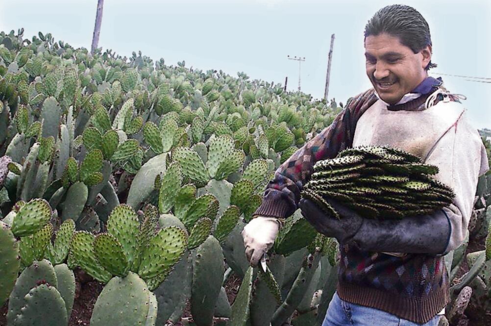 El pacto también busca que los productores locales de delegaciones como Milpa Alta, Tláhuac, Xochimilco, entre otras, oferten sus cosechas sin intermediarios (ARCHIVO EL UNIVERSAL)