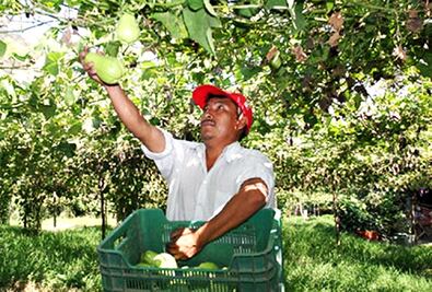Mexicanos en Canadá celebran el Día del Padre con asado y futbol