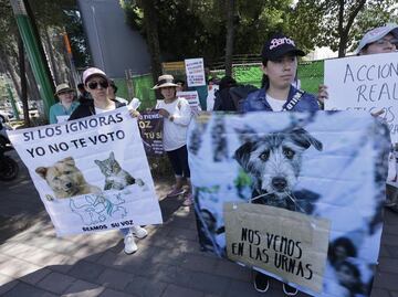 Activistas exigen a las autoridades del Estado de México más acciones para evitar el maltrato animal