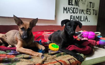 Avanza reconocimiento de animales como seres sintientes; aprueban dictamen en Congreso de la CDMX para reformar el Código Civil