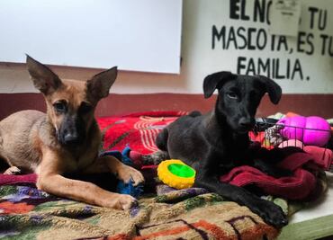 Avanza reconocimiento de animales como seres sintientes; aprueban dictamen en Congreso de la CDMX para reformar el Código Civil