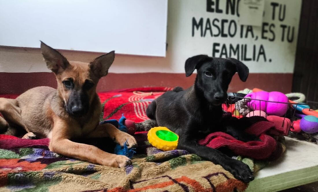 Foto: Huellitas de Acero A. C.