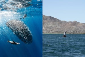 ¿Un tour para ver la migración de la sardina en Bahía Magdalena?