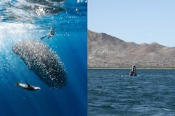 ¿Un tour para ver la migración de la sardina en Bahía Magdalena?