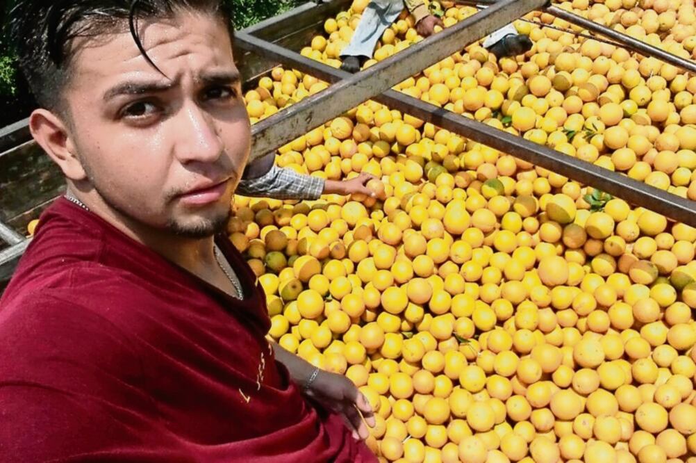 Leonardo Castillo es pizcador en el municipio citrícola de Padilla. (ROBERTO AGUILAR)