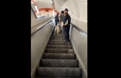 SSC CDMX dice que perros de asistencia no tenían permisos para estar en el Metro