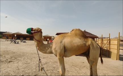 La experiencia de ir de safari en el desierto en Qatar