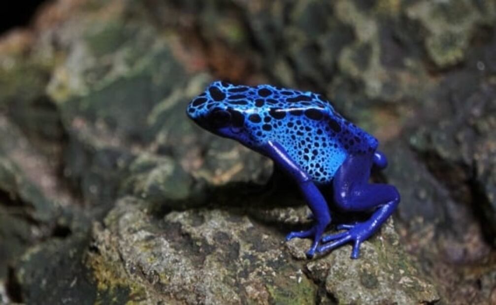 6 animales salvajes que parecen inofensivos pero son letales