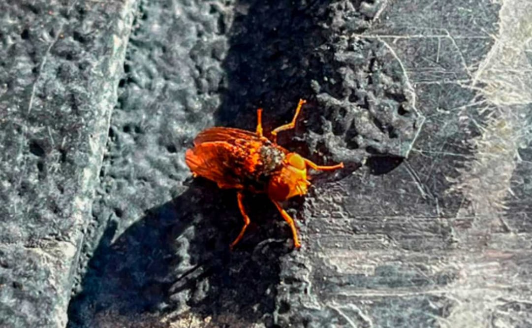 Mosca estéril. Foto: X @Agricultura_mex