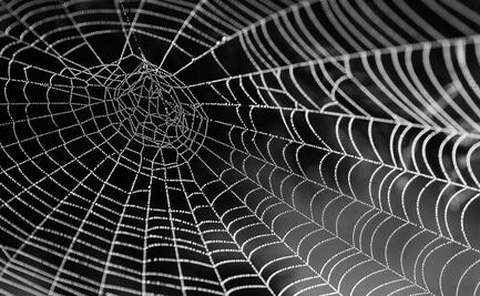 Hablemos de arañas y hongos: Twitter como plataforma para la divulgación científica