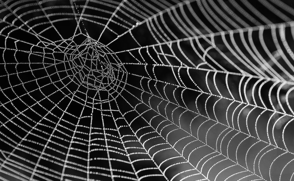 Aprende a identificar estos géneros de arácnidos. Foto: Archivo EL UNIVERSAL