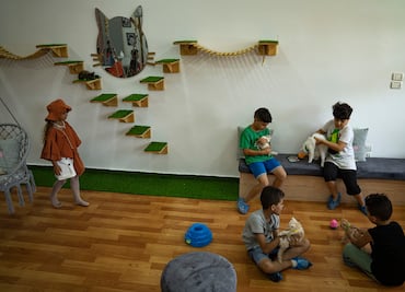 Un café para gatos ofrece un respiro a los habitantes de Gaza