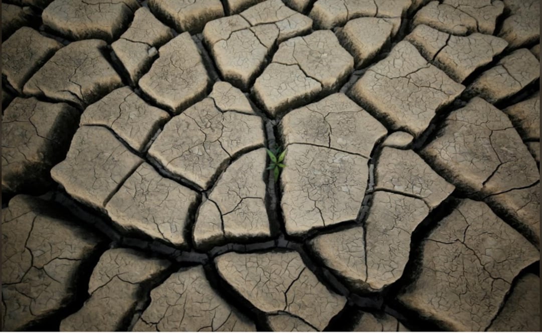 A plant grows between cracked mud in a normally submerged area at Theewaterskloof dam which supplies most of Cape Town's potable water - Photo: Mike Hutchings/REUTERS