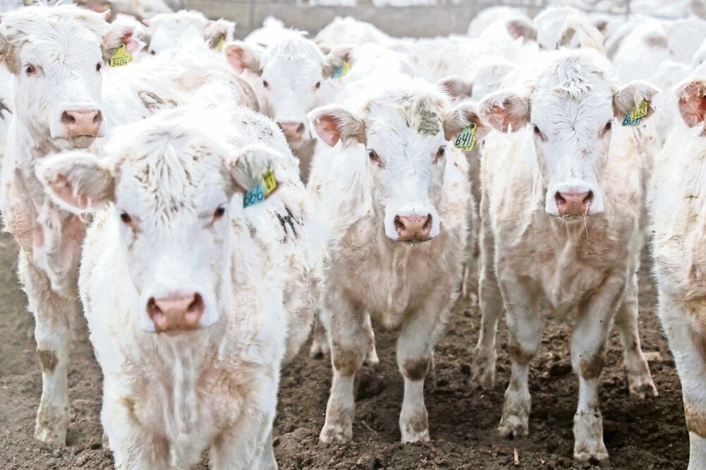 Los criminales roban animales entre 100 y 200 kilogramos, dice la procuraduría local. Foto: Iván Stephens/EL UNIVERSAL