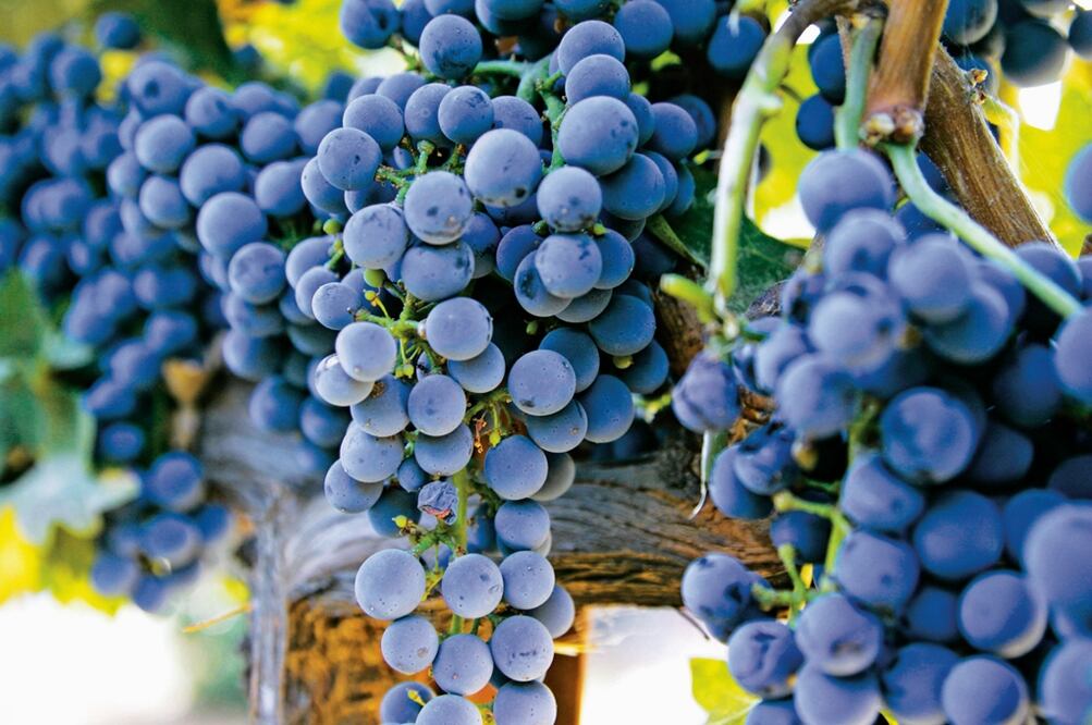 Winery in Rutherford, California - Photo: Eric Risberg/AP