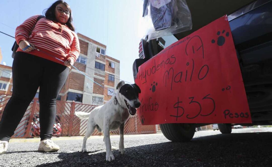Mailo y Ana salen a vender trufas, galletas y otros artículos a las calles de Toluca; a bordo de la camioneta de Ana. Foto: Jorge Alvarado / EL UNIVERSAL 