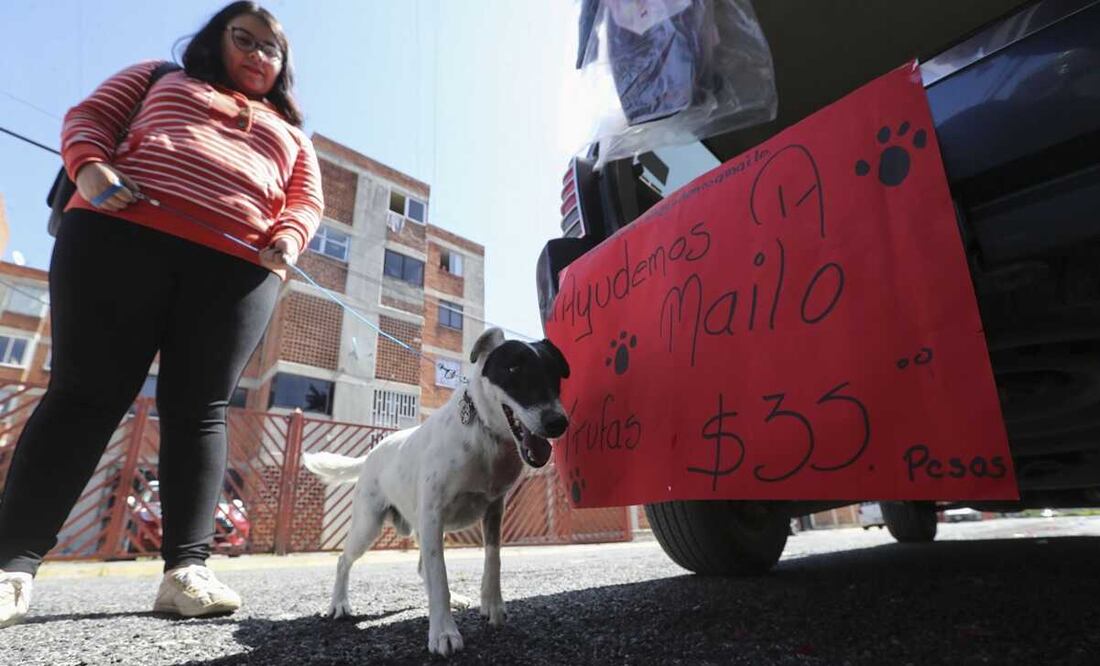 Mailo y Ana salen a vender trufas, galletas y otros artículos a las calles de Toluca; a bordo de la camioneta de Ana. Foto: Jorge Alvarado / EL UNIVERSAL