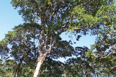 Analizan compuestos anti-VIH extraídos de árbol de México