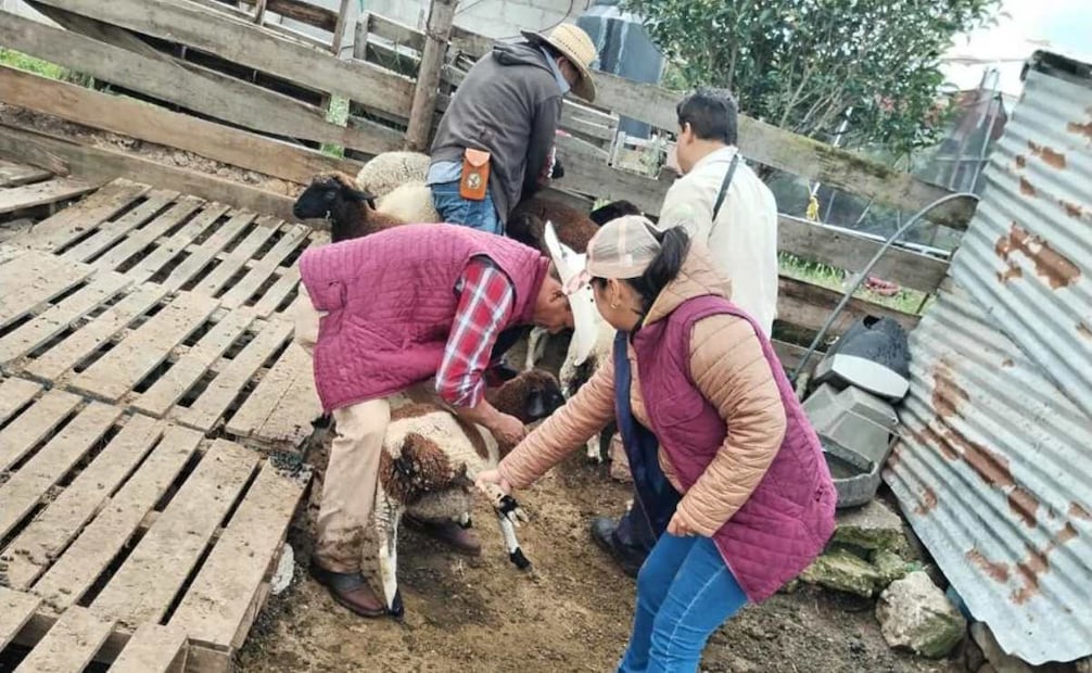 Entre los factores de riesgo se encuentran heridas sin cuidado, falta de higiene, contacto con animales de sangre caliente, dormir al aire libre y condiciones de vulnerabilidad como enfermedades crónicas o sistemas inmunológicos debilitados.
Foto: Especial.