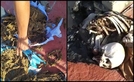 Hallan osamenta y marihuana en techo de un edificio de la Fiscalía de Oaxaca