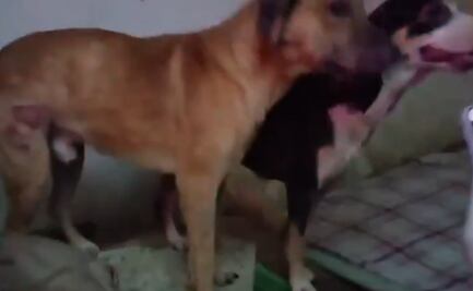 Suman 40 perros rescatados en San Luis Potosí; vivían en condiciones de maltrato e insalubridad