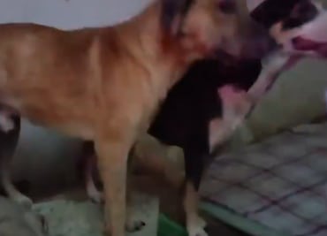 Suman 40 perros rescatados en San Luis Potosí; vivían en condiciones de maltrato e insalubridad