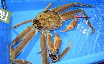 Subastan cangrejo de las nieves en Japón por precio récord de 46 mil dólares