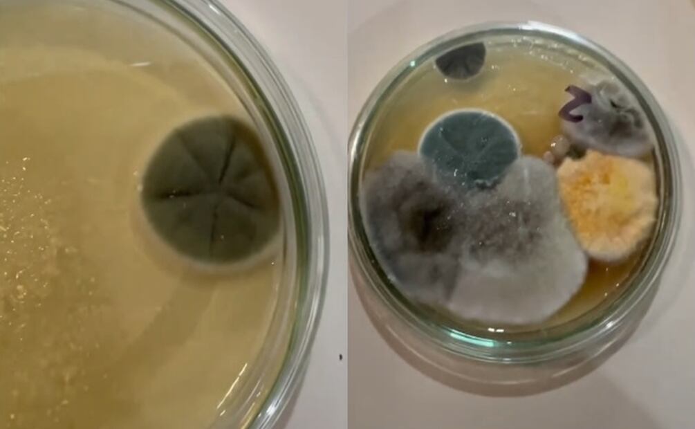 Microbios en el metro de la CDMX. Fuente: TikTok @preguntalealbiologo