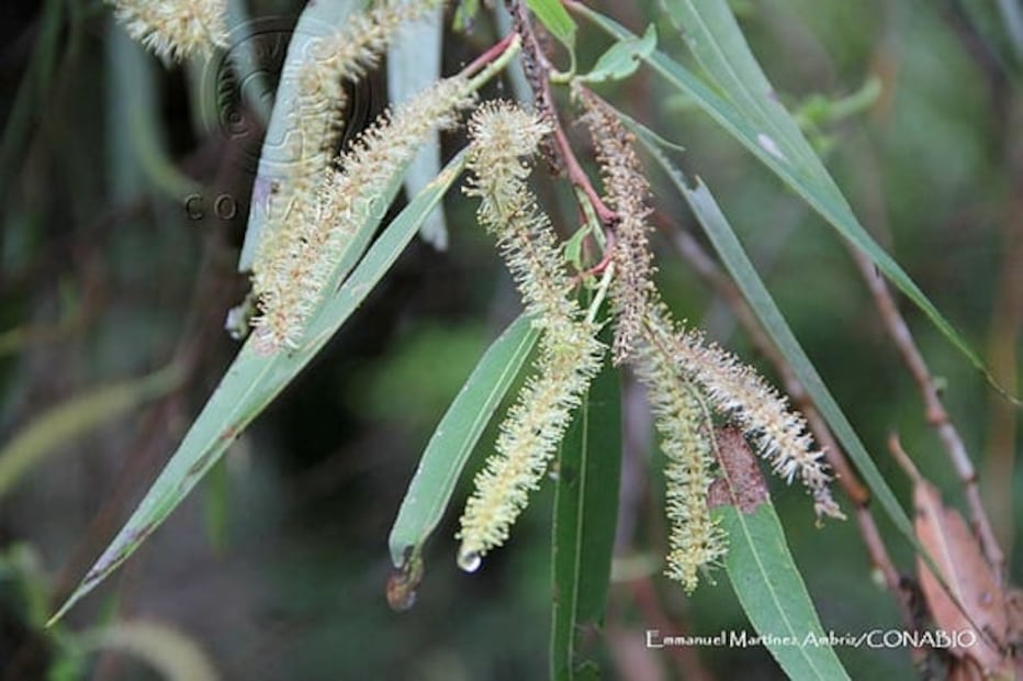 Ahuejotes, los viejos guardianes de las chinampas