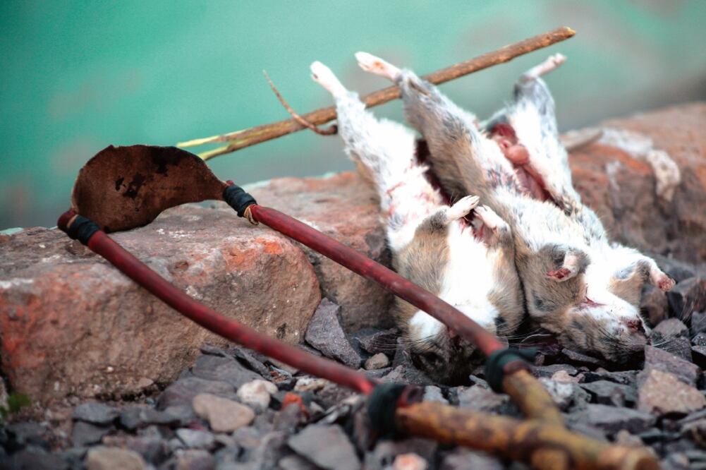 Subsistencia. El cronista Margil Canizalez Romo indica que se debería invertir en investigaciones y un diagnóstico para conocer los ciclos de reproducción del roedor. 