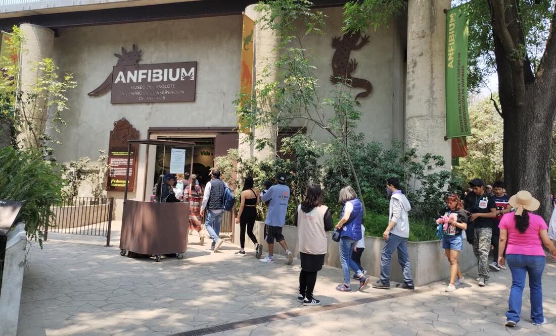 El Zoológico de Chapultepec cumple 102 años de ser un espacio emblemático en la reproducción, conservación e investigación de especies silvestres. (Foto: especial)