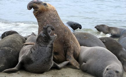 Disminuye población de elefantes marinos en islas mexicanas: IPN