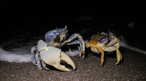 Activistas denuncian posible extinción del cangrejo azul en Veracruz; piden a autoridades proteger a la especie