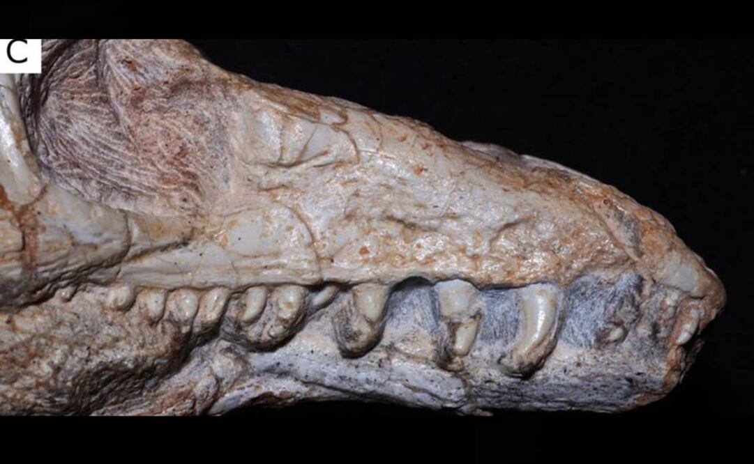 Fueron los animales dominantes de los ecosistemas terrestres y finalmente dieron lugar a los dinosaurios. Foto: Nature