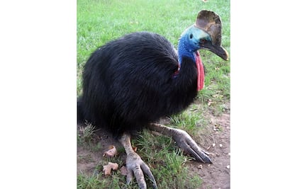 La crianza de pollos data del Pleistoceno tardío, hace 18 mil años