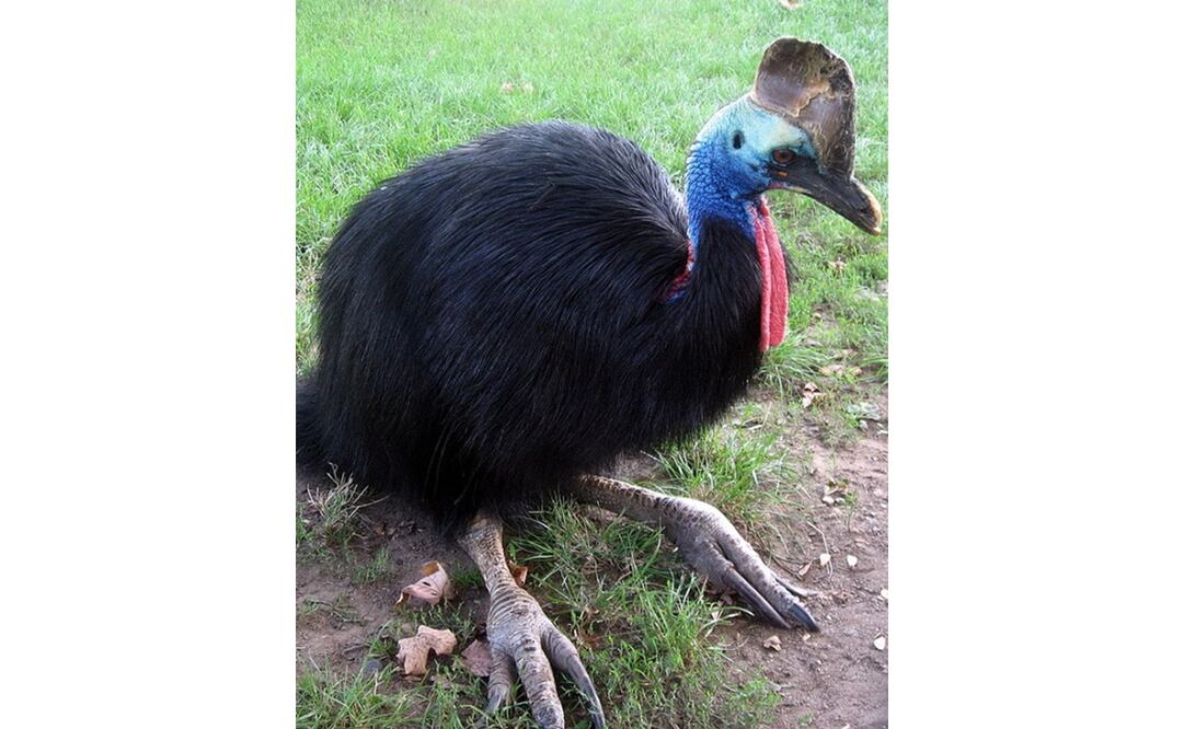 Casuario. Foto: Especial 