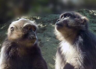 Con resorteras, policías en Tailandia combaten ataques de monos salvajes